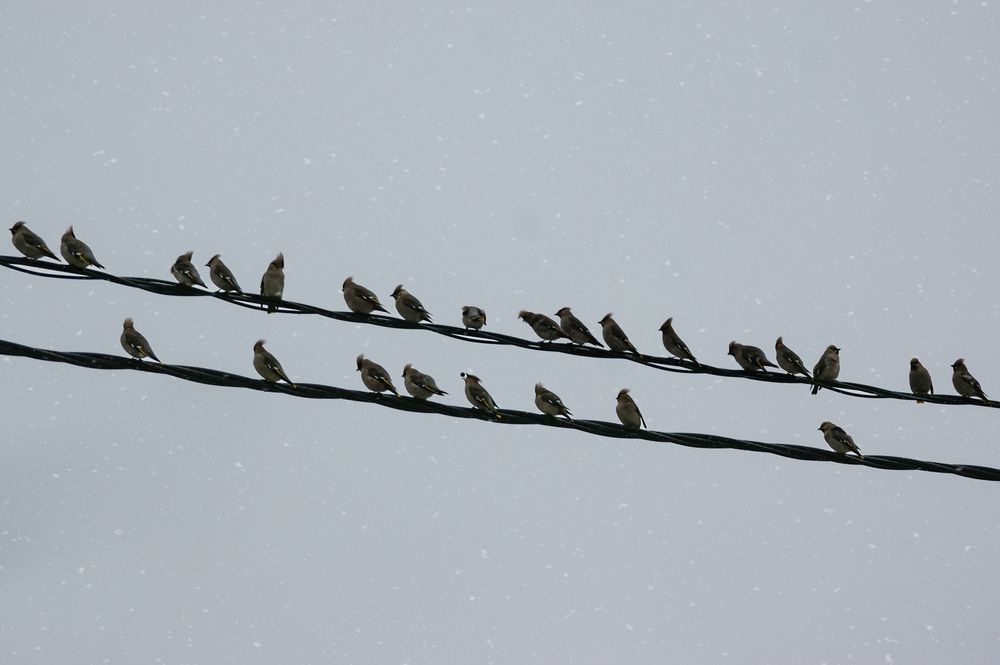 Photograph by Светлана Карнаух