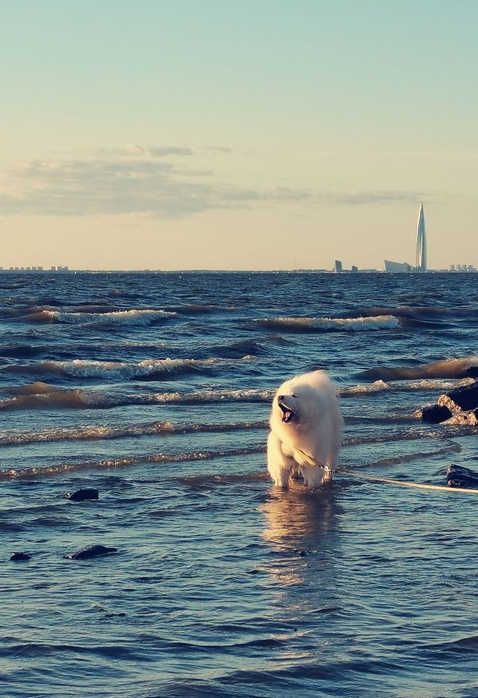 Photo #12455137