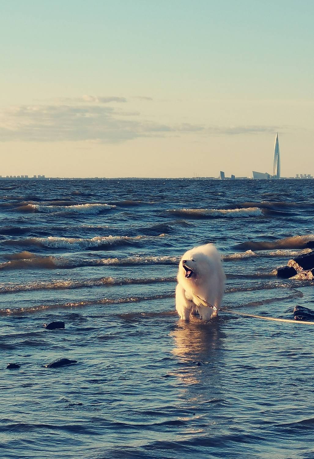 Photo #12455137