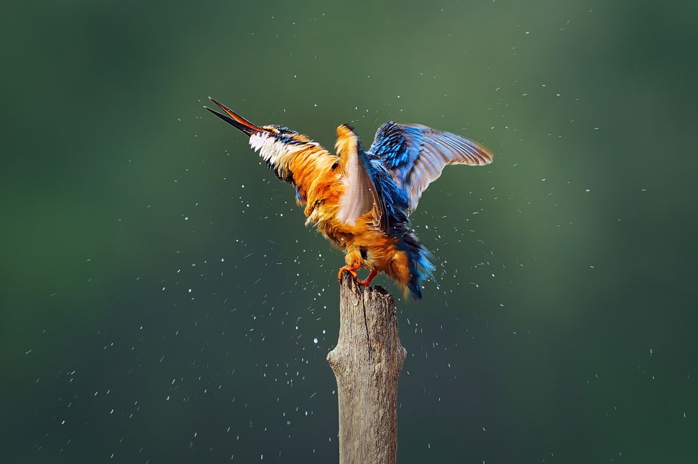 Photograph by Александр Перегудов