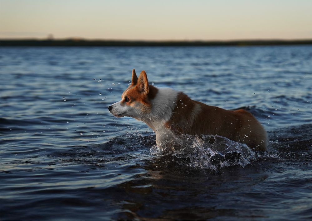 Фотография автора Margarita Kornysheva