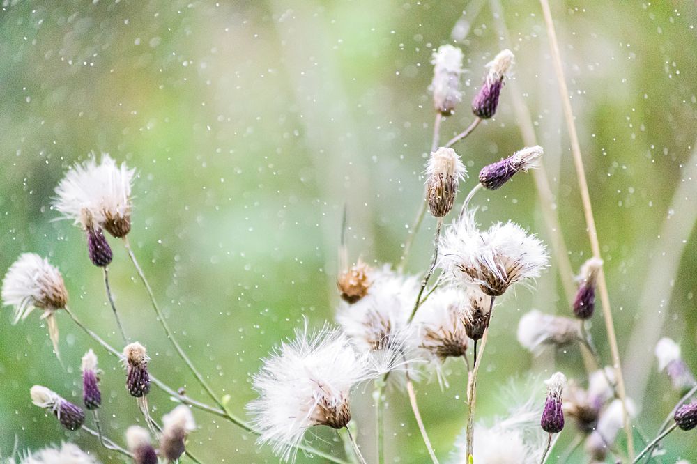 Photograph by Эльза