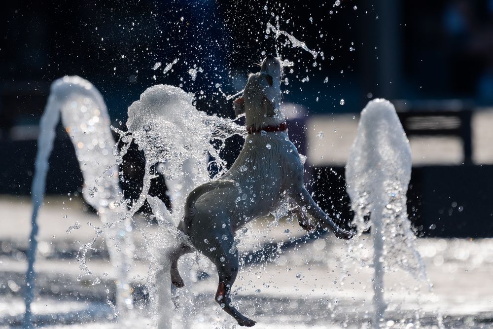 Photograph by Alin Bicas