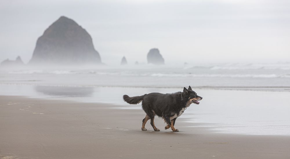 Фотография автора Анатолий Макоедов