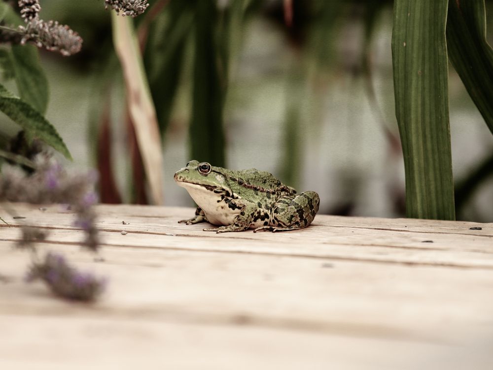 Photograph by Алексей Шевцов