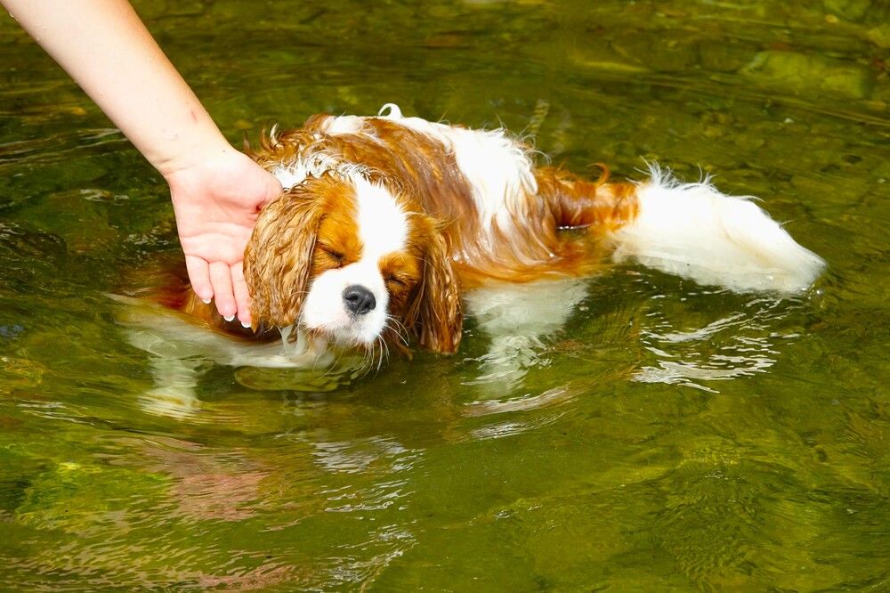 Photograph by jelena konickaja