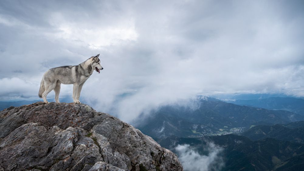 Photograph by Krisztián Csalami