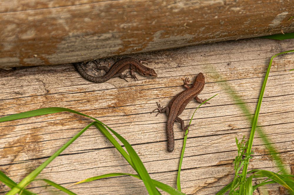 Photograph by Vladimir  Komarov