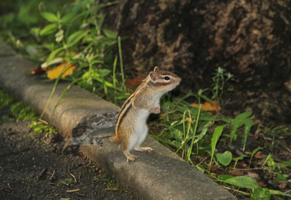 Фотография автора Наталия Мащенко