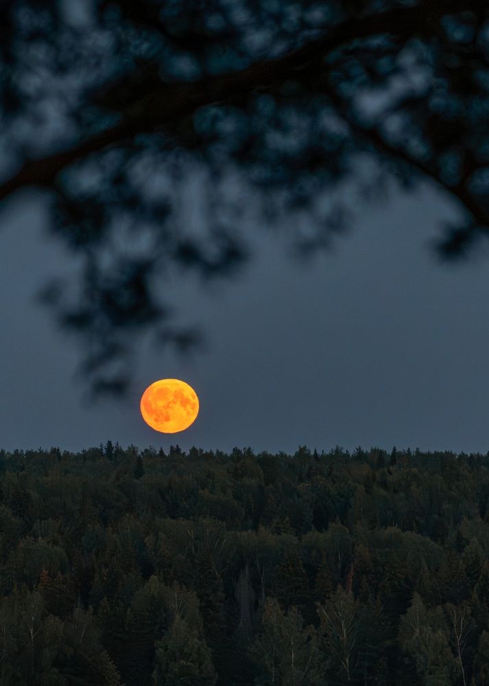 Photograph by Елена Ефимова