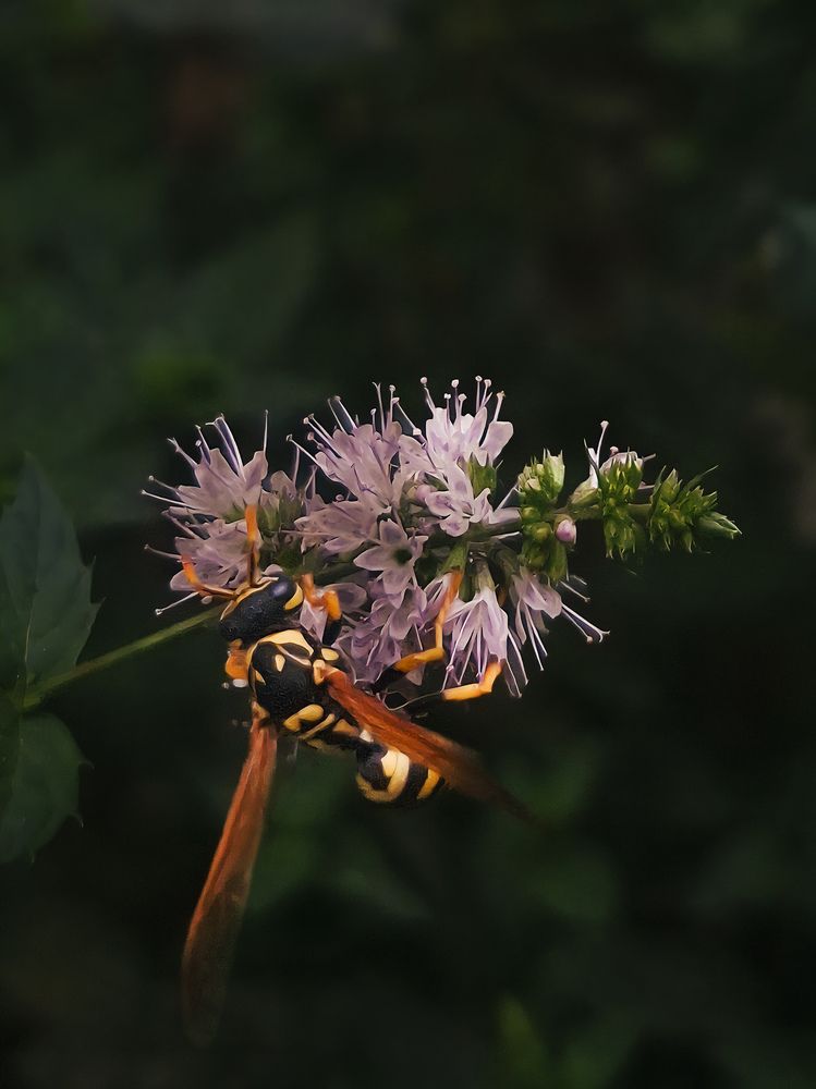 Фотография автора Elena Safarova