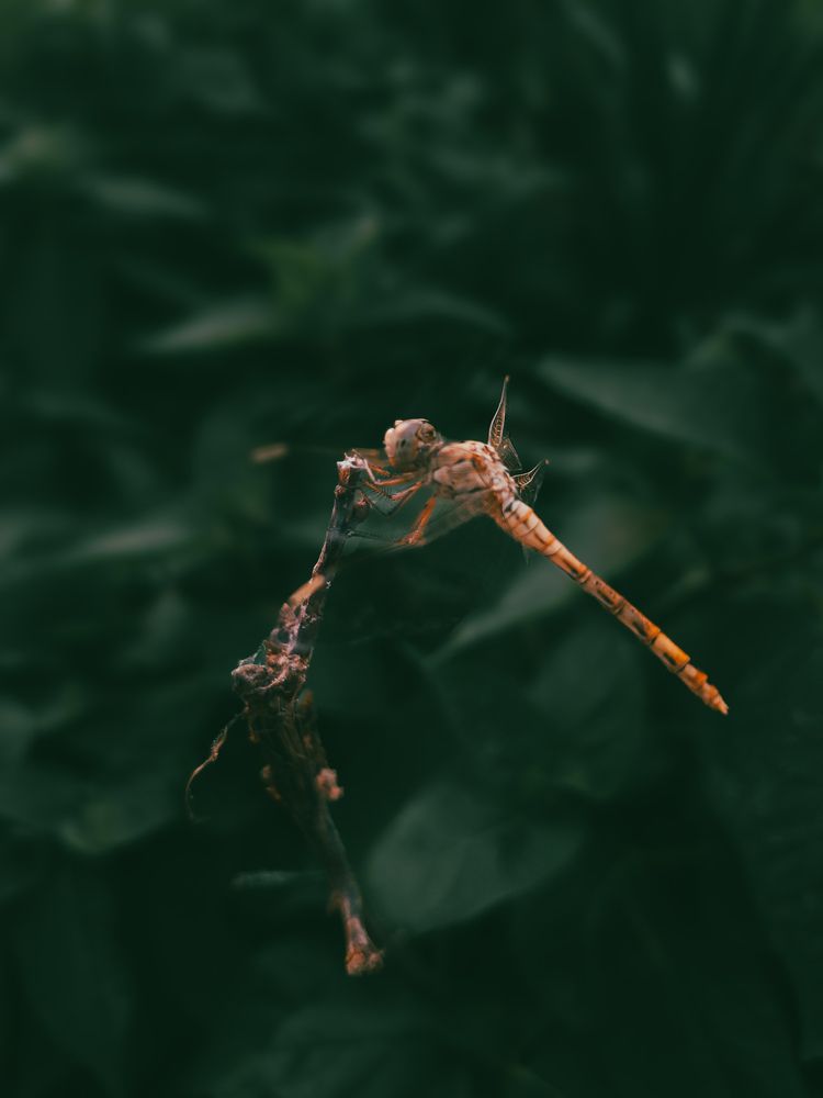 Фотография автора Elena Safarova