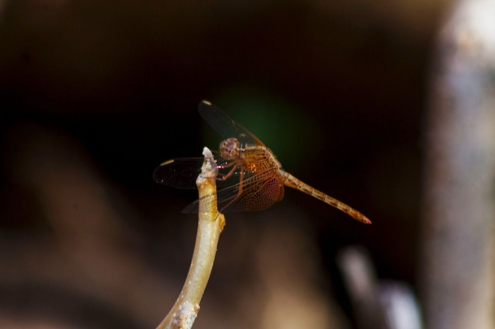 Photograph by Denis Dias Bezerra