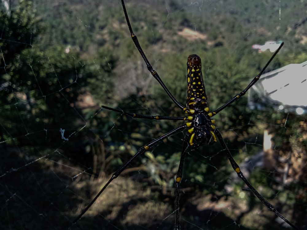 Golden Orb Weaver in the Sunlight