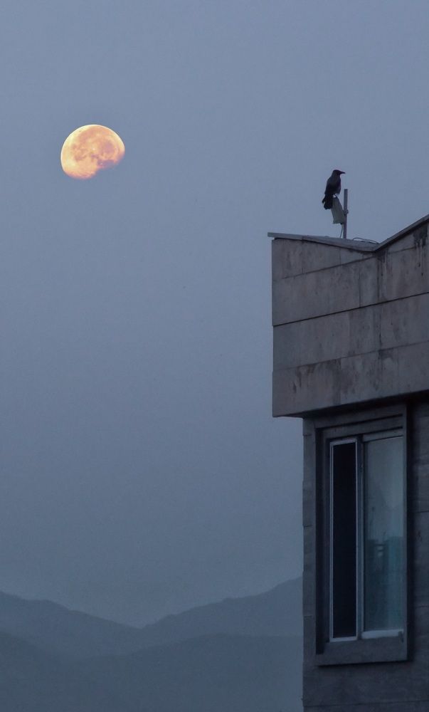 Moon and crow