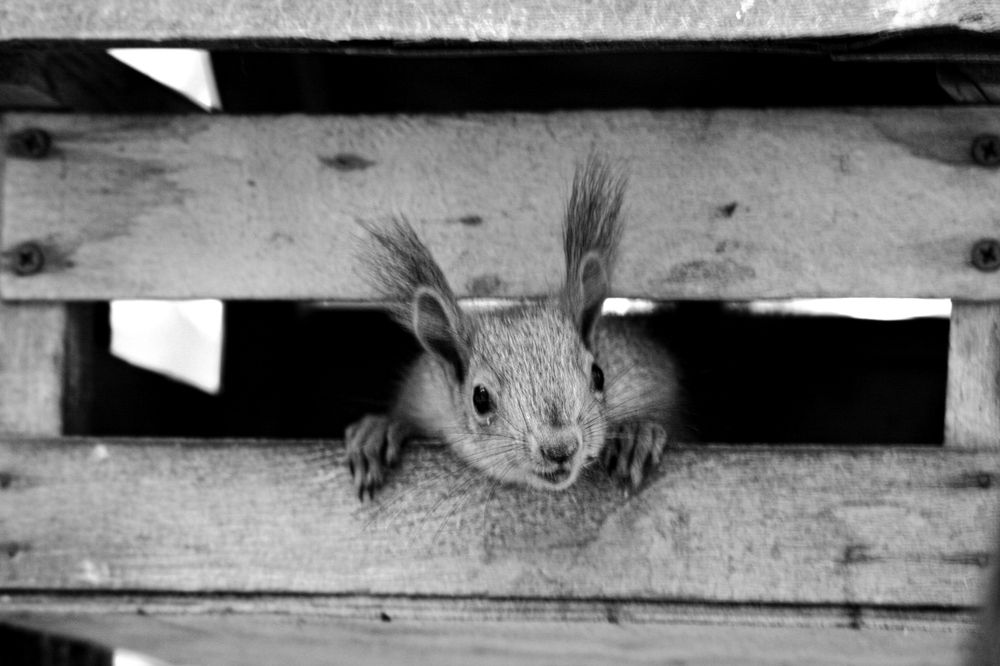 Photograph by Артем Артемьев