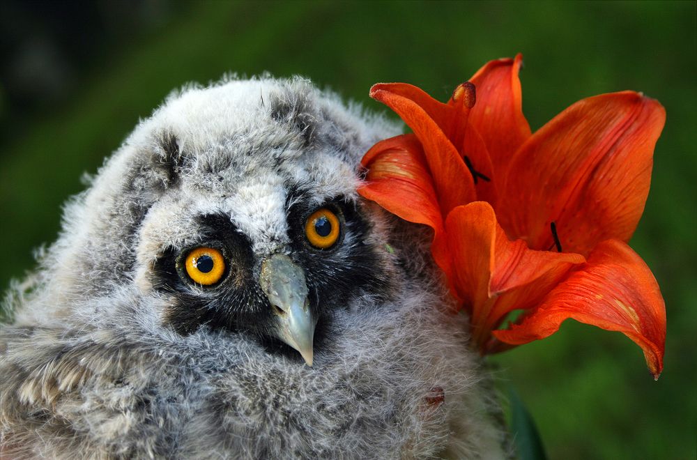 Фотография автора Inga Ivanova