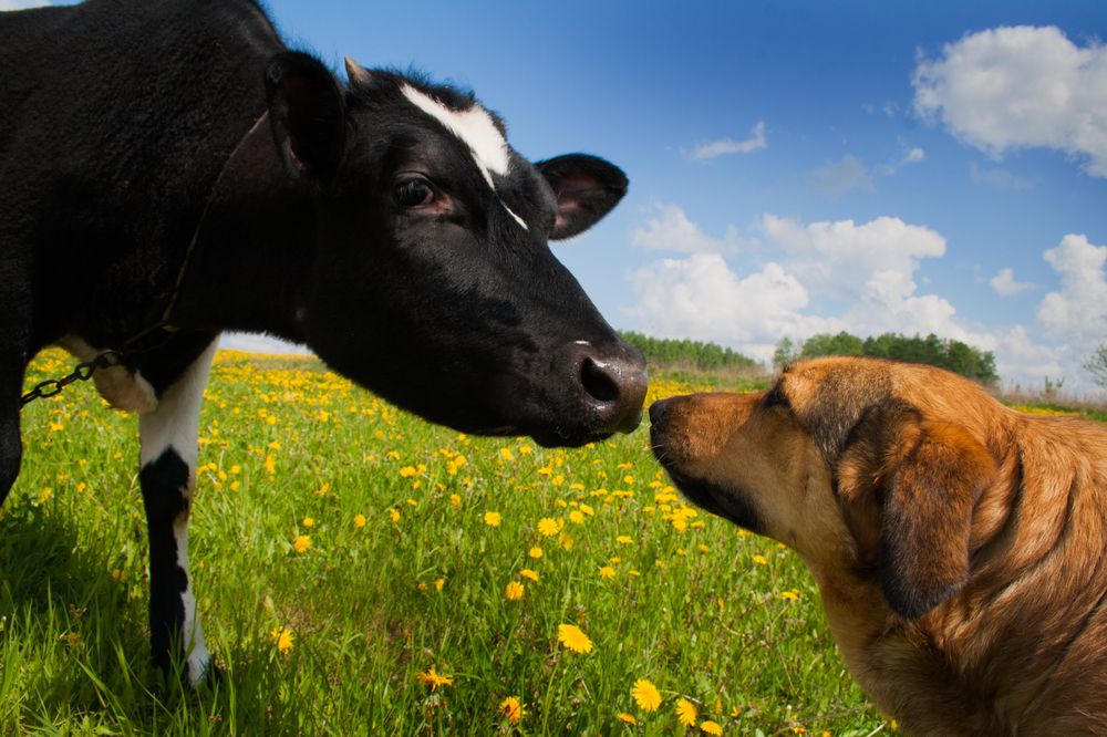 Фотография автора Inga Ivanova