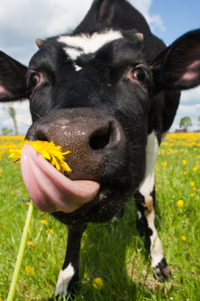 Фотография автора Inga Ivanova