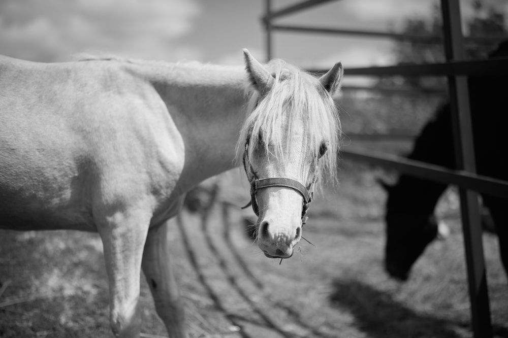 \" Я маленькая лошадка...\"