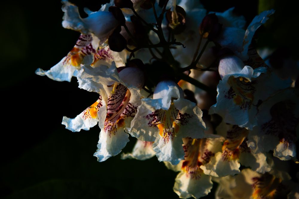 Фотография автора Еремеева Лада