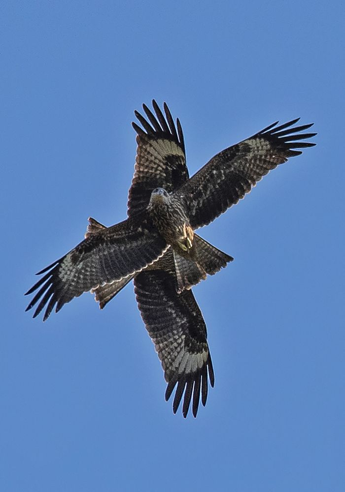 Photograph by Gurdina Lena