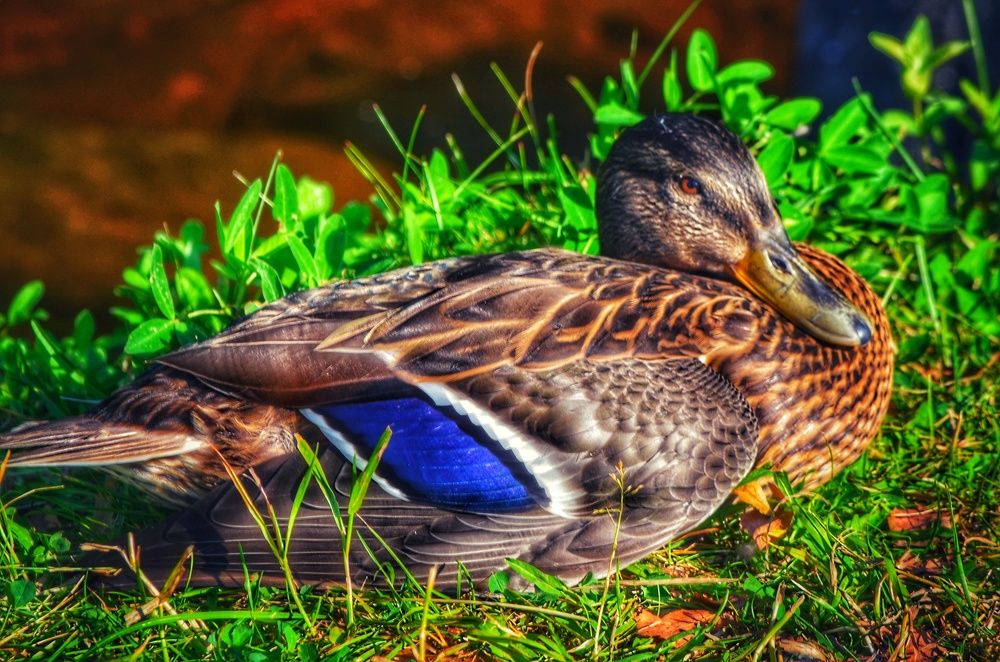 Photograph by Алена Самошина