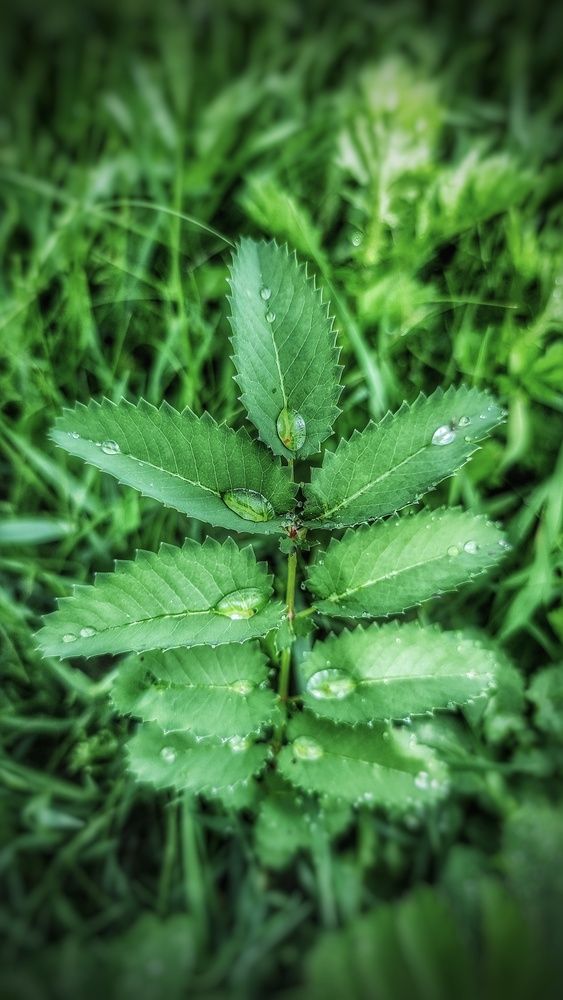 Photograph by Алена Самошина