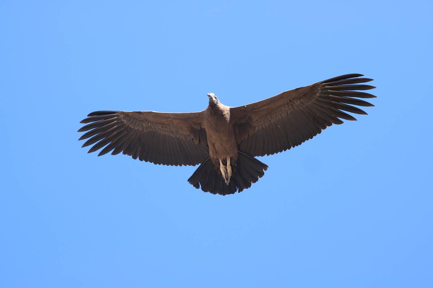 Photo #12457167
