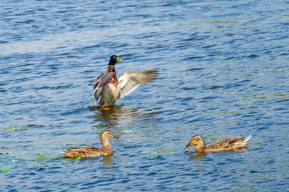 Photograph by Галина Ложечникова