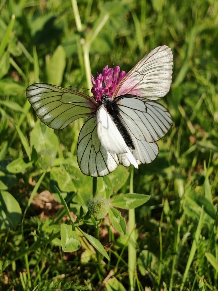 Свадьба бабочек. Butterfly wedding.