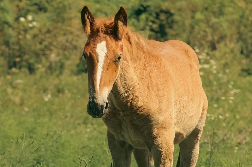 Светлый дух природы