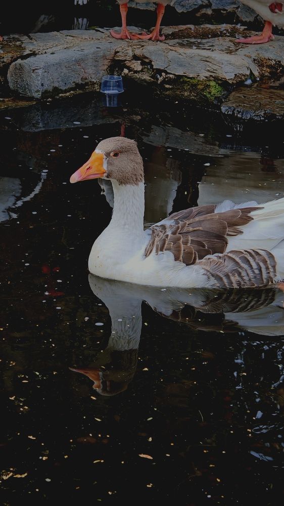 Photograph by Shorouq Mahdi