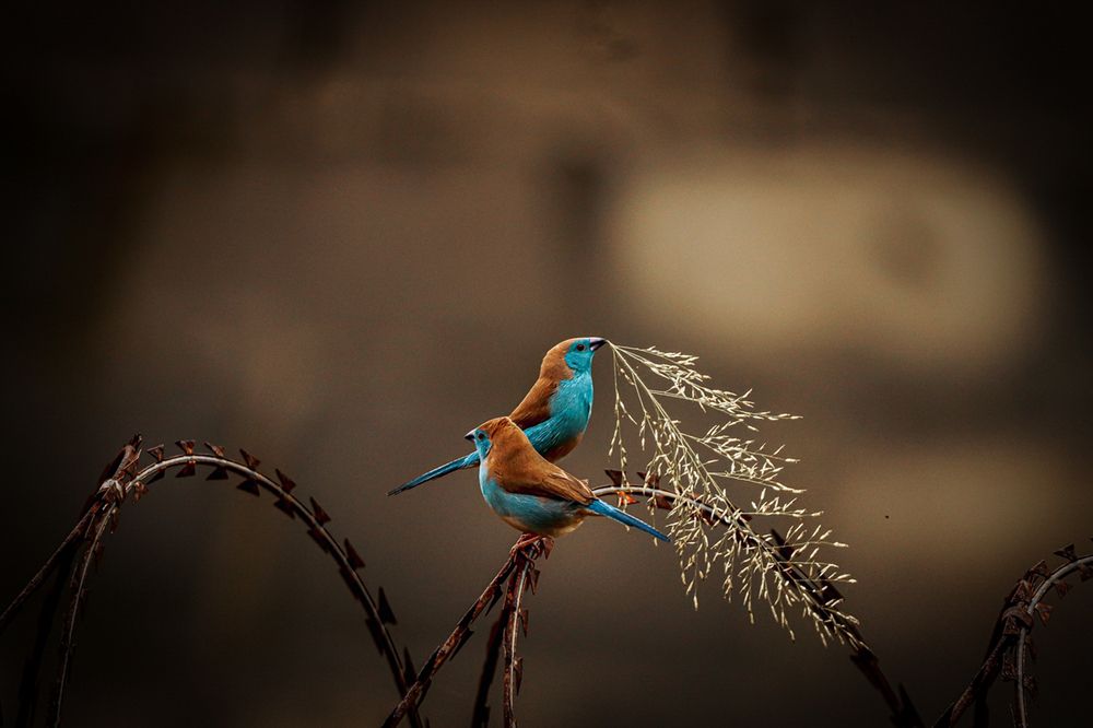 Photograph by Dipanjan Ray