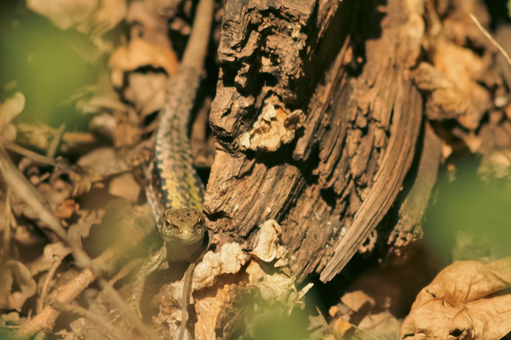 Photograph by Диана Ларукова