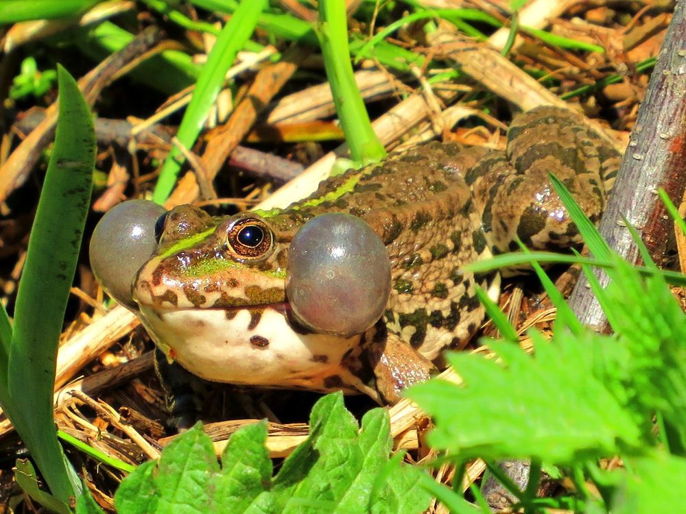 Надувая щёки
