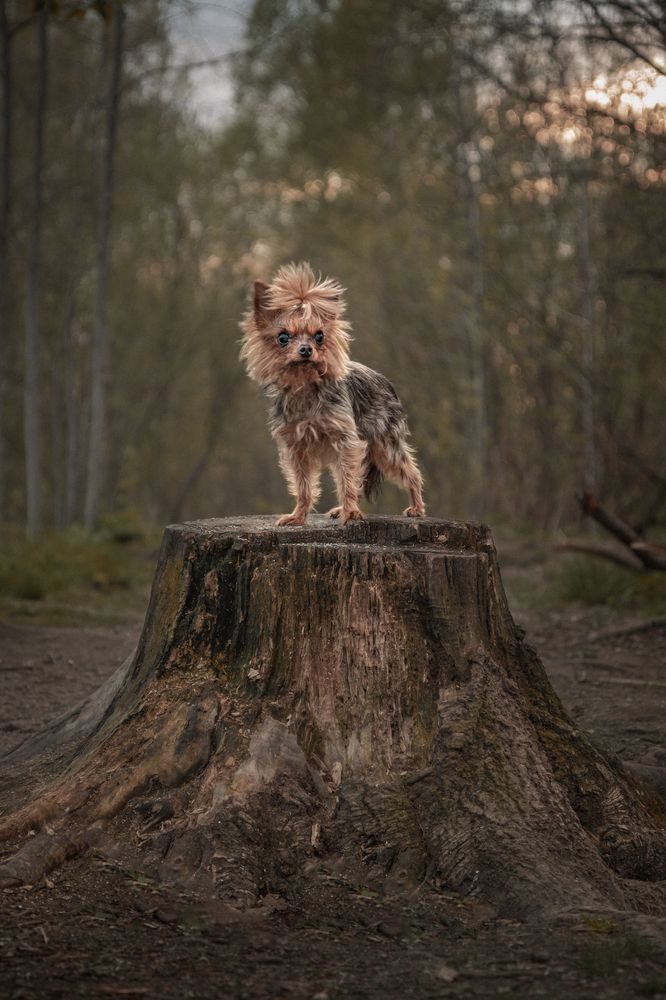 Photograph by Данил Шукан