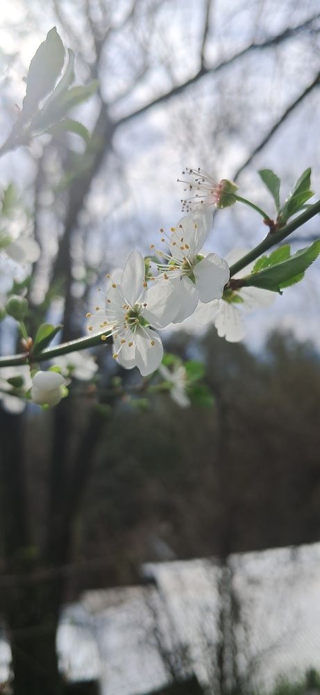 Photo #12458508