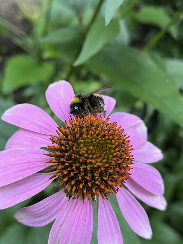 Фотография автора Светлана Милова