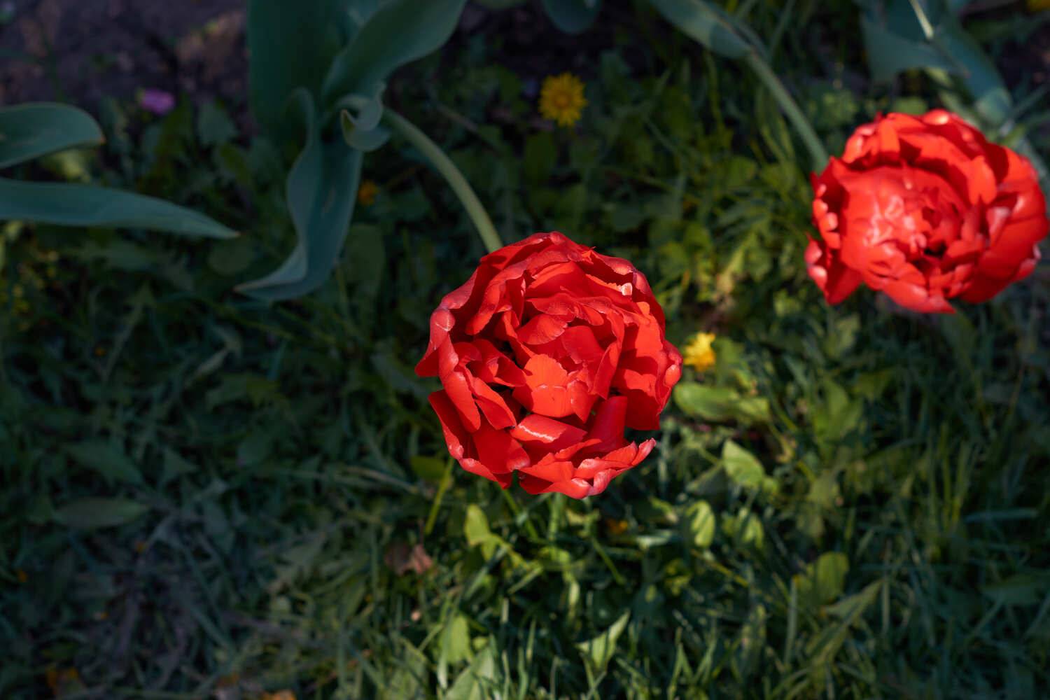 Tulip