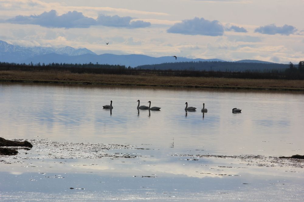 Лебеди и чайки.