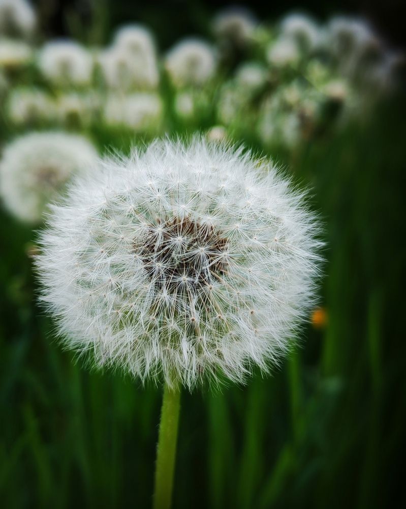 Одуванчик