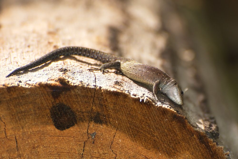 Photograph by Сергей Пидронов