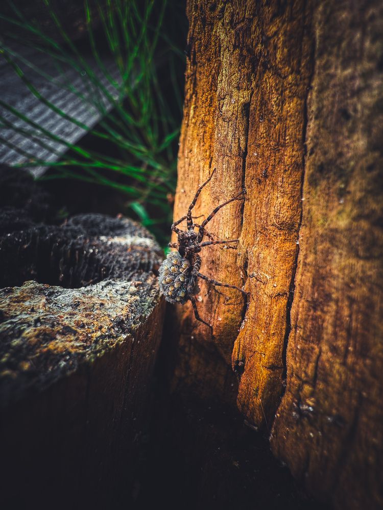 Photograph by Анна Пигулевская