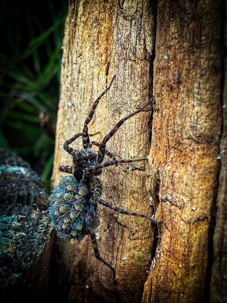 Photograph by Анна Пигулевская