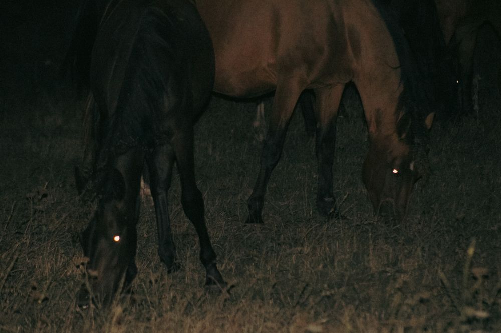 Photograph by Диана Ларукова