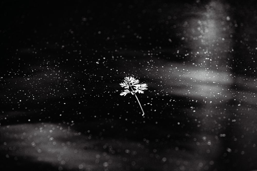 Photograph by G Shish