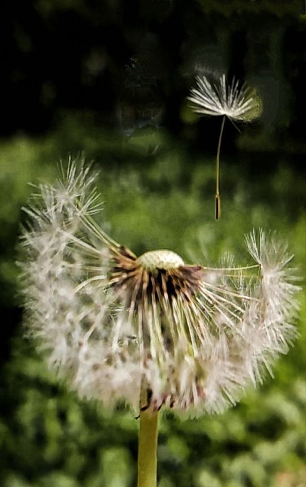 Photograph by Елена Бородулина