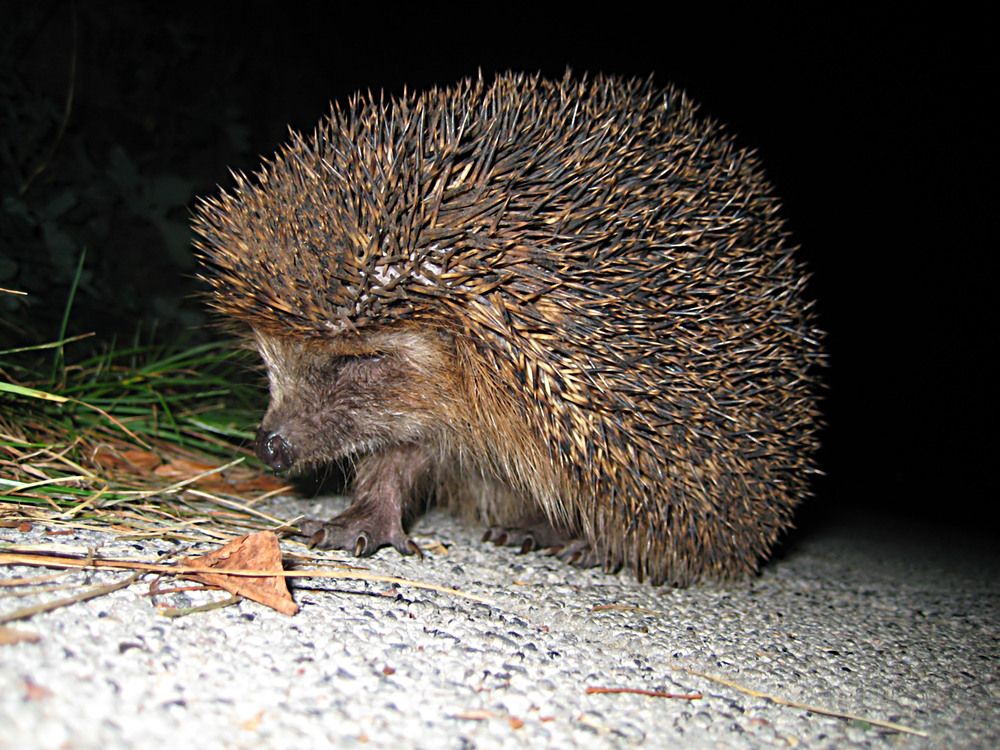 Photo #12459364