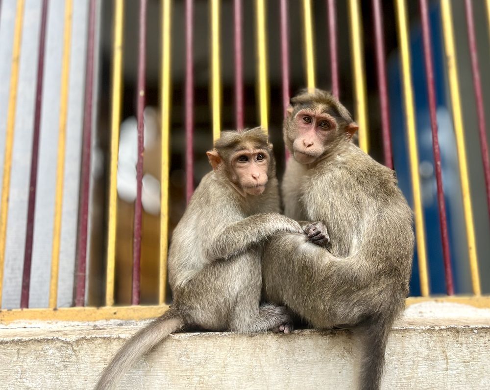 Photograph by Prabhu Viswanathan
